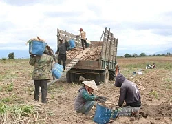 Nông dân Ninh Thuận âu lo vì nhổ cây mì lên toàn củ là củ, nhưng rớt giá