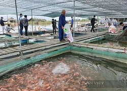 Nuôi loài cá toàn thân màu hồng, tung thức ăn cá quẫy ầm ầm, một ông nông dân Quảng Nam có của ăn của để