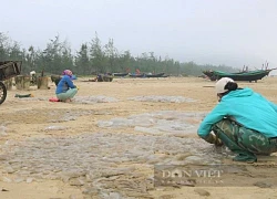 Ra biển thấy con đặc sản nổi lập lờ, ngư dân Hà Tĩnh vớt lên chưa vô bờ đã biết có ngay tiền triệu