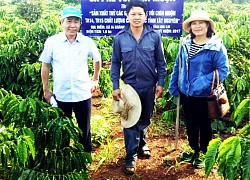 Giá cà phê hôm nay, Đắk Lắk tăng nhẹ, vì sao các giống cà phê vối chín muộn lại có lợi cho nông dân?