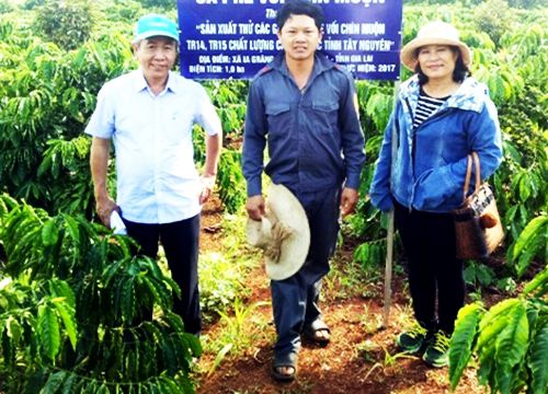 Giá cà phê hôm nay, Đắk Lắk tăng nhẹ, vì sao các giống cà phê vối chín muộn lại có lợi cho nông dân?