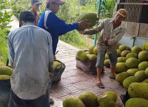 Trái cây Vĩnh Long đắt hàng được thương lái thu mua tận vườn