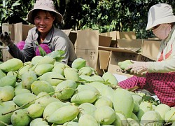 Nông dân Sài thành tập tành "bán hàng trên mây"