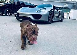 Siêu phẩm Porsche 918 Spyder thứ 2 Việt Nam từng chung showroom, đặc điểm nhận diện với bộ đôi McLaren Senna và Koenigsegg Regera của đại gia Hoàng Kim Khánh