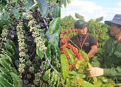 Tây Nguyên đã có bạt ngàn cà phê nhưng vẫn thiếu vùng nguyên liệu đạt chuẩn