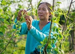 "Tiếp sức nhà nông" cùng phụ nữ nuôi ước mơ làm kinh tế