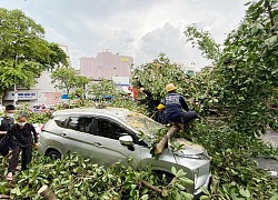 TP.HCM: Cây đa cổ thụ bật gốc đè 2 ô tô, nhiều người gào khóc bỏ chạy