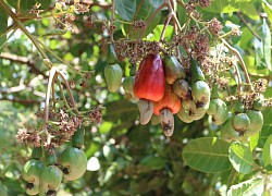 Trồng thứ cây một thời ra quả "giảm nghèo", năm nay nhìn lên toàn lá là lá, nông dân Đồng Nai thấy chán