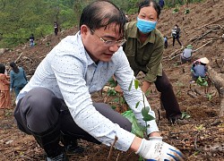 Quảng Ninh: Hội Nông dân trồng hàng vạn giống cây lim, lát, dổi với quyết tâm phủ kín rừng gỗ lớn