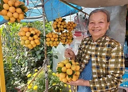 Thứ trái cây đặc sản như trứng cút, vàng ươm, tới mùa hái quả, nông dân Vĩnh Long bán 100.000-120.000 đồng/ký.