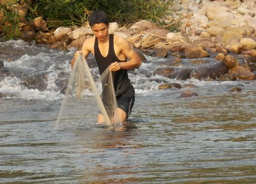 Tìm bắt loài cá đặc sản chạy thành đàn dưới sông Đakrông ở Quảng Trị, nhà giàu cũng săn lùng