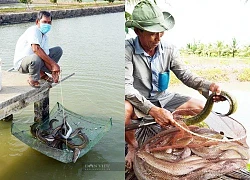 Nuôi cá đặc sản dày đặc đếm không xuể, một ông nông dân Cà Mau kiếm tiền tỷ