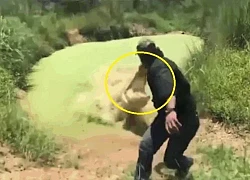Clip: Cá sấu khổng lồ phi thân khỏi mặt nước, há miệng tấn công người