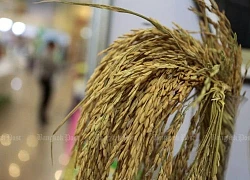 Giá gạo Thái Lan dự báo tăng 5% trong quý II