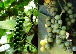 Giá tiêu hôm nay 9/3, đi ngang, tâm tư người trồng trước cảnh 'được giá mất mùa'