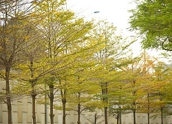 Hà Nội mùa thay lá đẹp như... Hàn Quốc