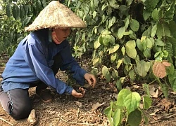 Hạt tiêu Việt Nam chiếm thị phần ngày càng lớn tại Trung Quốc, giá tiêu xuất khẩu tăng mạnh hơn 60%