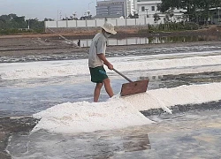 Khan hiếm lao động nông nghiệp ở Bà Rịa-Vũng Tàu, từ hái tiêu, xúc muối đến đánh cá, trả công cao tìm không ra người