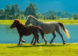 Lạc vào miền thảo nguyên xanh ở Đồng Lâm