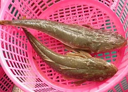 Loài cá vừa thô vừa xấu nhưng thịt vô cùng săn chắc, thịt cá mà ngỡ như thịt gà, cực nhiều dinh dưỡng