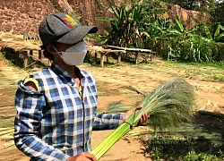 "Lộc trời" trổ bông miên man trên đồi núi, dân Khánh Hòa vẫn thất thu