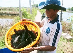 Nuôi loài cá đặc sản, toàn con đủ cân đủ lạng, lại bán giá tăng, vì sao nông dân Khánh Hòa vẫn lo phập phồng?