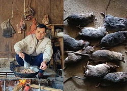 Săn loài chuột thịt thơm ngon, chắc nình nịch, béo ngầy ngậy trên đỉnh "Chua Đớ", không phải ai cũng có cơ hội thưởng thức