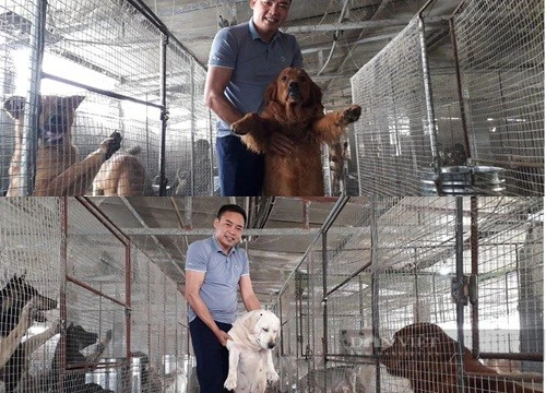 Thái Nguyên: Nuôi toàn chó cảnh đã đẹp còn đáng yêu, anh nông dân thu gần tỷ/năm