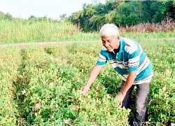 Trà Vinh: Trồng sâm cao ly thử nghiệm trên đất ruộng, ai ngờ càng để lâu củ càng to bự, ai cũng muốn xem