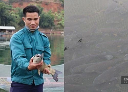 Trai trẻ Sơn La ra giữa hồ thủy điện bao la nuôi cá, nuôi ếch hàng đàn mà gia đình khấm khá hẳn lên