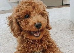 Bắt chó Poodle gội đầu cho mình, hành động đáp trả của chó cưng khiến chủ tăng xông