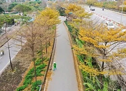 Vẻ đẹp khi bàng thay lá trên đường phố Hà Nội