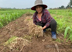 Giá bán thứ củ đặc sản rơi thẳng đứng trên cánh đồng Nghệ An, có phải là do nhà nhà đổ xô đi trồng?