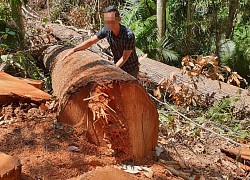 Kon Tum: Làm rõ các đối tượng phá rừng ở Măng Đen