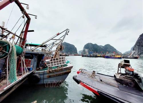 Ngư dân Quảng Ninh lao đao khi giá nhiên liệu 'phi mã'