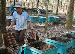 Rõ khổ, nông dân nuôi ong mật ở Đắk Lắk "xấc bấc xang bang", bán 4kg mật mới mua được 1 ký thịt heo