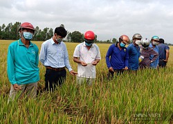 Giữa bão giá phân bón, anh nông dân phấn khởi "săn" được cách trồng lúa chi ít, lời nhiều