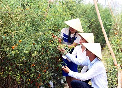 An Giang phát triển nguồn nhân lực