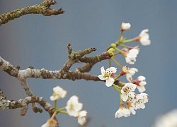 Cách mua cành hoa lê không dính loại có mùi "kinh dị" từ kinh nghiệm của 9x Hải Phòng