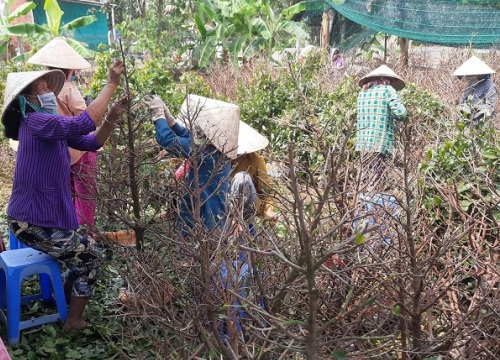 Tết qua lâu lắm rồi, vì sao vẫn có nông dân miền Tây bán mai vàng lãi hàng trăm triệu?