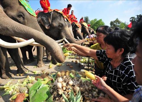 Thái Lan kỷ niệm Ngày Voi quốc gia