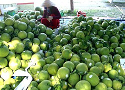 TP.HCM: Dân xã nông thôn mới nuôi loài cá này vừa đẹp mắt, vừa thu nhập tiền tỷ