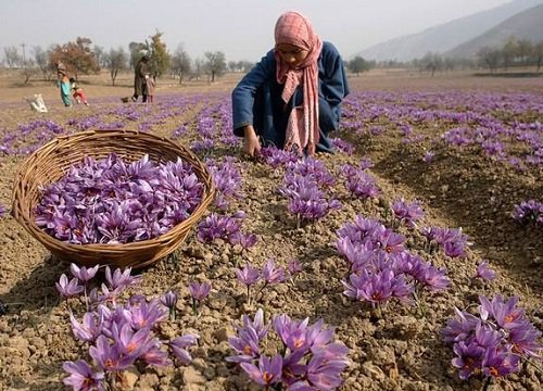 Vì sao nhuỵ hoa nghệ tây được mệnh danh là "vàng đỏ" của thế giới, giá có khi lên tới cả trăm triệu 1 ký?