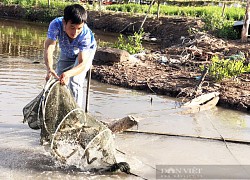 Dưới những tán rừng ven biển, chỉ cần thả tôm, cá, cho sống tự do, vừa hút khách du lịch vừa bán kiếm bộn tiền