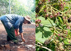 Bình Phước: Người trồng điều thấp thỏm ngóng đợt ra bông cuối, ai cũng ám ảnh vì mưa