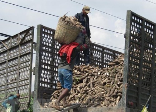 Bộ trưởng Công Thương: Ngành sắn cần chuyển sang xuất khẩu chính ngạch