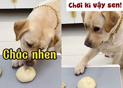 Chú chó nổi quạu khi bị sen lừa