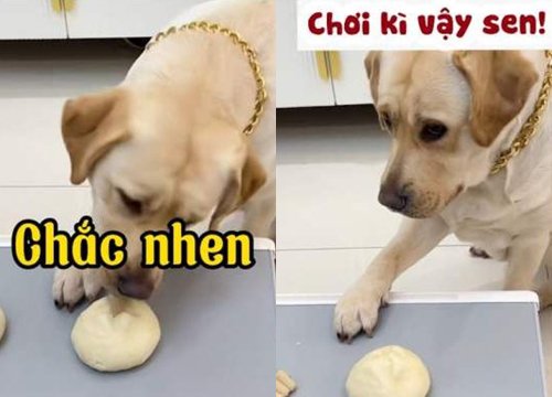 Chú chó nổi quạu khi bị sen lừa