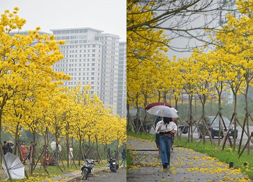 Đổ xô chụp ảnh ở đường hoa phong linh vàng óng ở Hà Nội