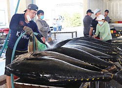 Giá bán loài cá to như con heo xuất chuồng này cao nhất trong vòng 10 năm qua, ngư dân miền Trung có tiền tiêu